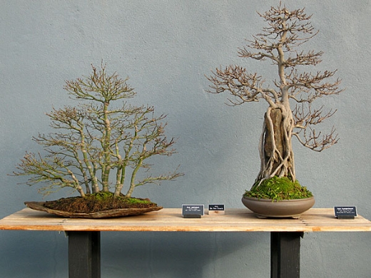 Bonsai, cay canh nghe thuat, cây cảnh nghệ thuật, cay the, cây thế, triển lãm bonsai, trien lam bonsai, triển lãm cây thế, trien lam cay the